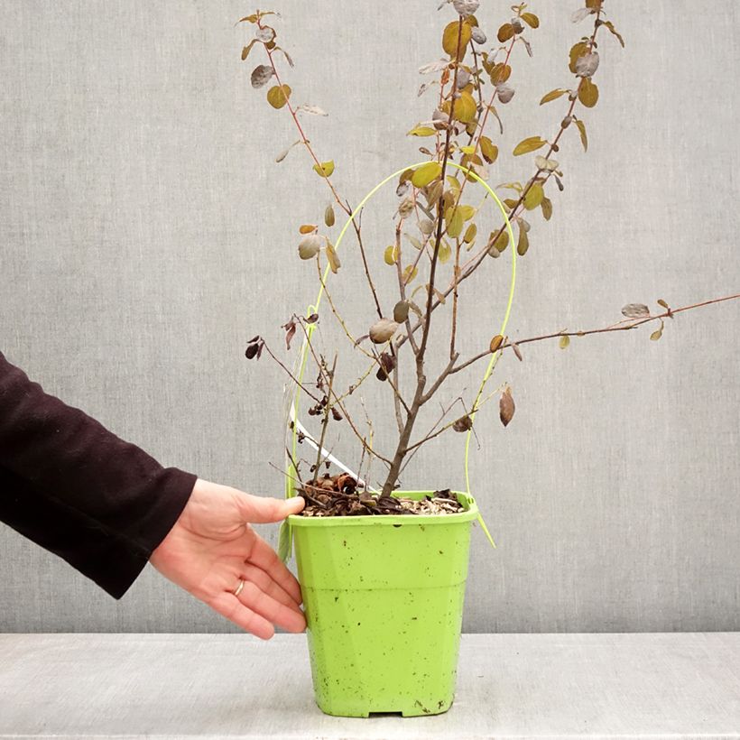 Ceanothus Tuxedo 4L/5L pot sample as delivered in spring