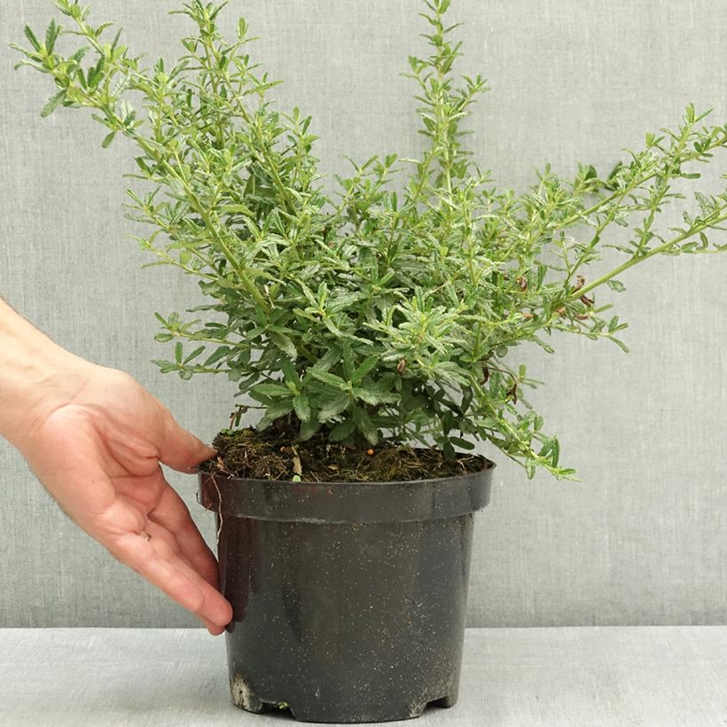 Ceanothus Blue Diamond 2L/3L pot sample as delivered in summer