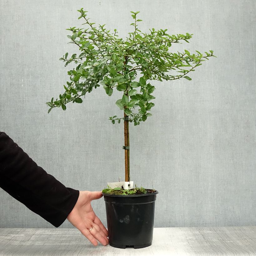 Ceanothus Blue Mound 3L/4L pot sample as delivered in autumn