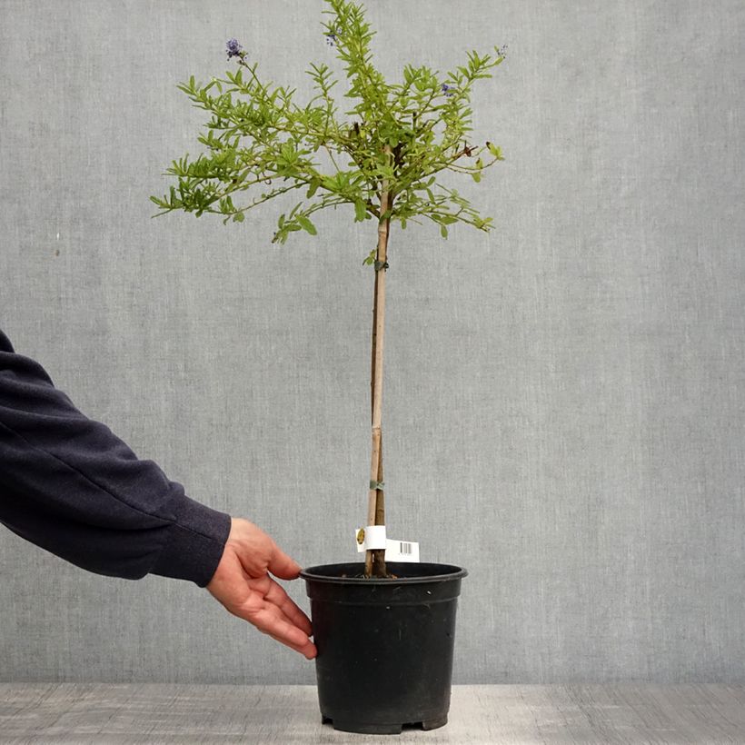 Ceanothus Blue Mound 3L/4L pot, Standard sample as delivered in spring