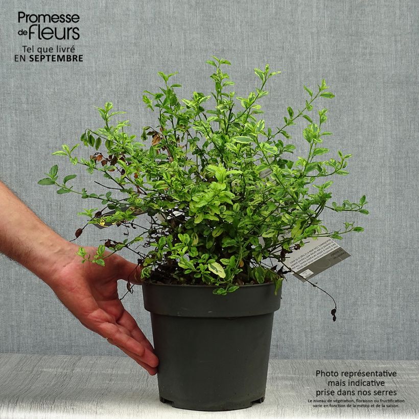 Ceanothus thyrsiflorus El Dorado 2L/3L pot sample as delivered in autumn