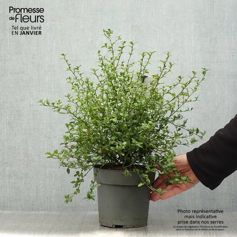 Ceanothus thyrsiflorus El Dorado 2L/3L pot sample as delivered in winter