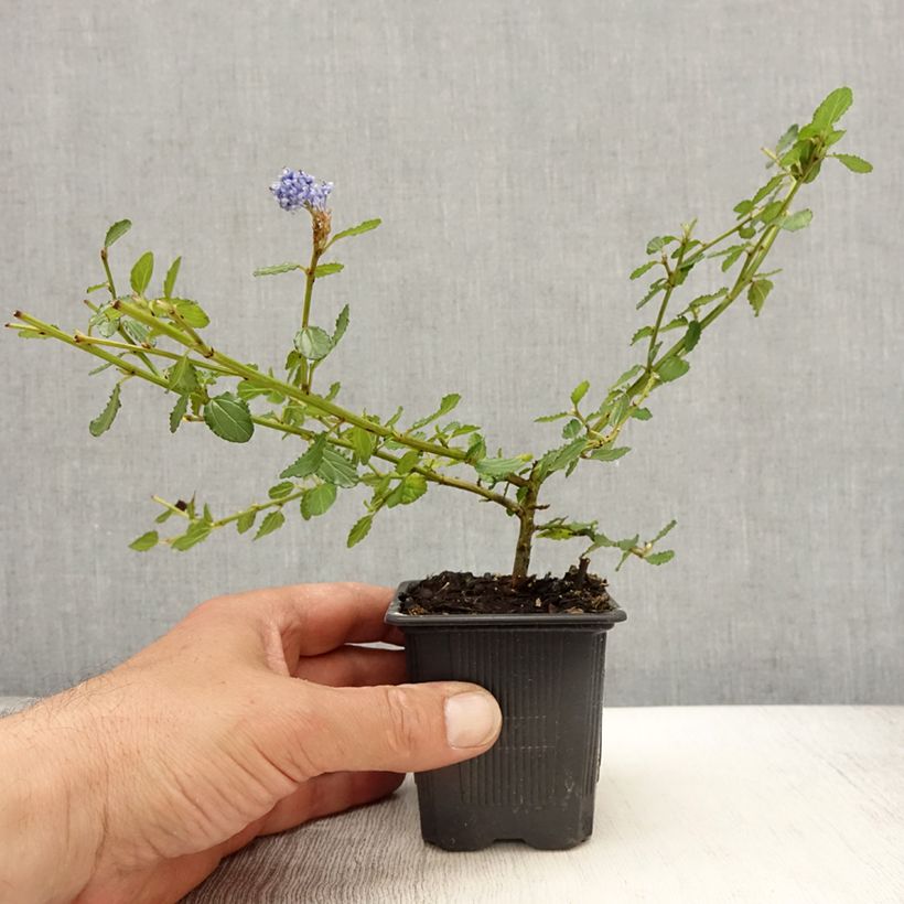Ceanothus thyrsiflorus repens - Californian Lilac 8/9 cm pot sample as delivered in spring