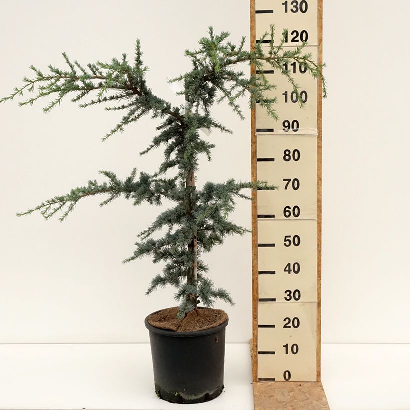 Cedrus libani subsp. atlantica Horstmanns Silberspitz - Blue Atlas Cedar 7.5L/10L pot sample as delivered in summer