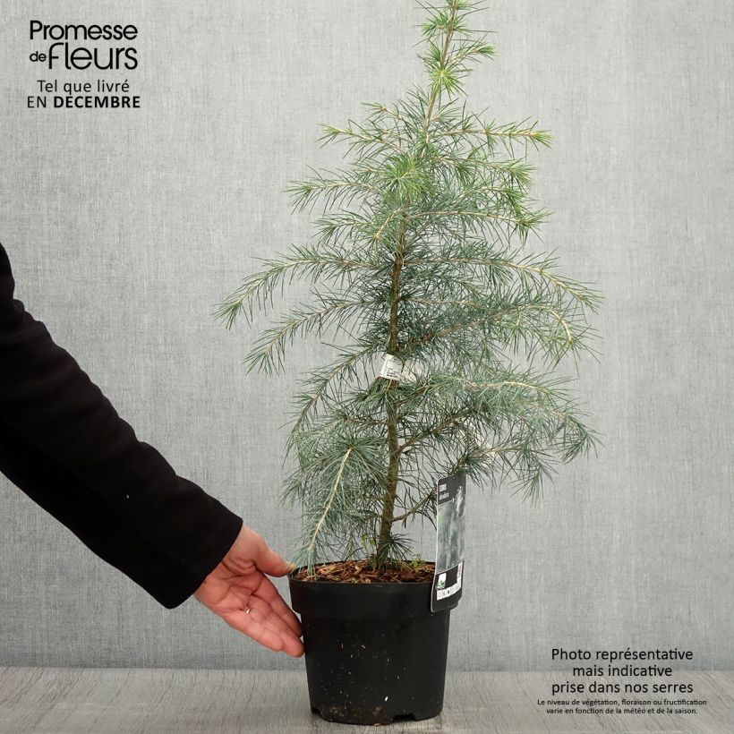 Cedrus deodara - Himalayan Cedar 3L/4L pot sample as delivered in autumn