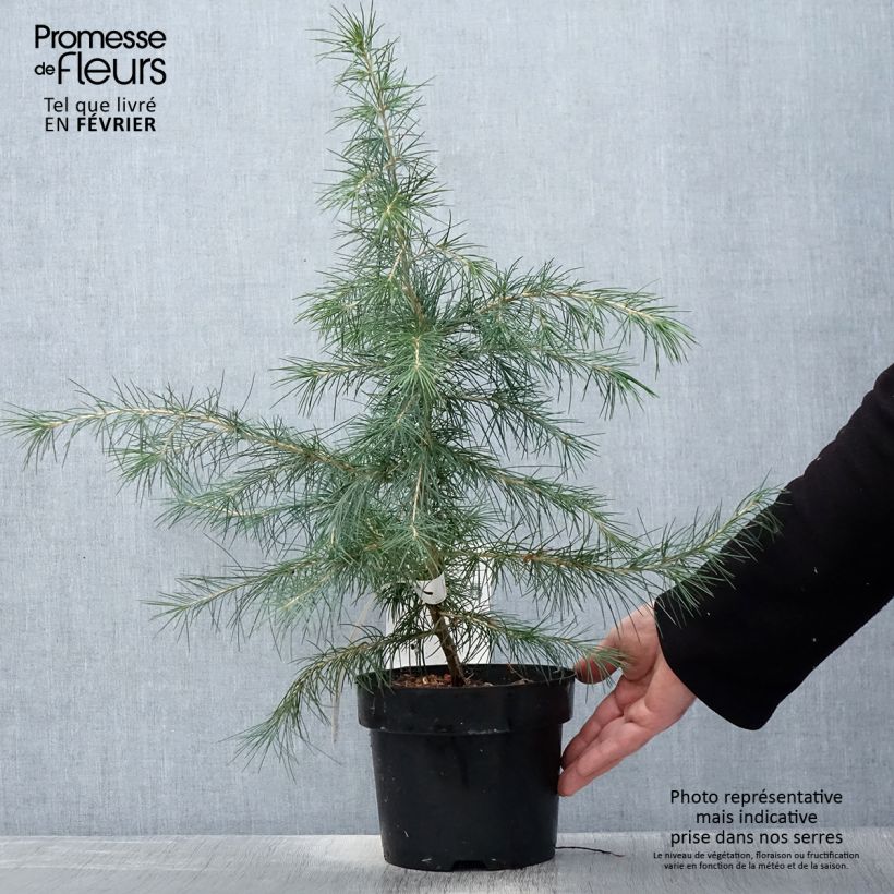 Cedrus deodara - Himalayan Cedar 3L/4L pot sample as delivered in winter