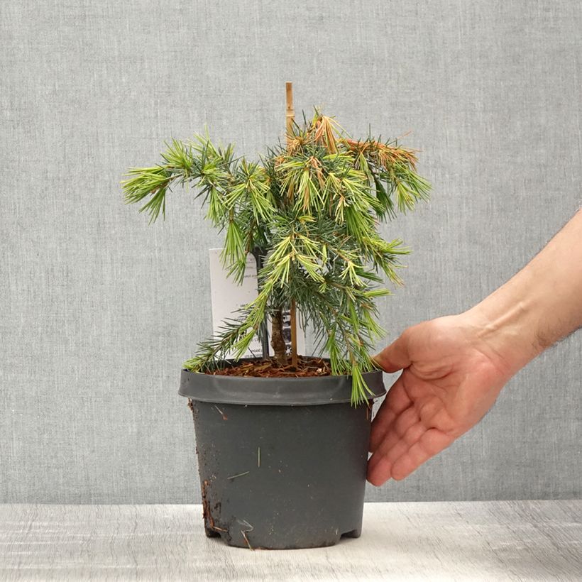 Cedrus deodara Feeling Blue - Himalayan Cedar 3L/4L pot sample as delivered in spring