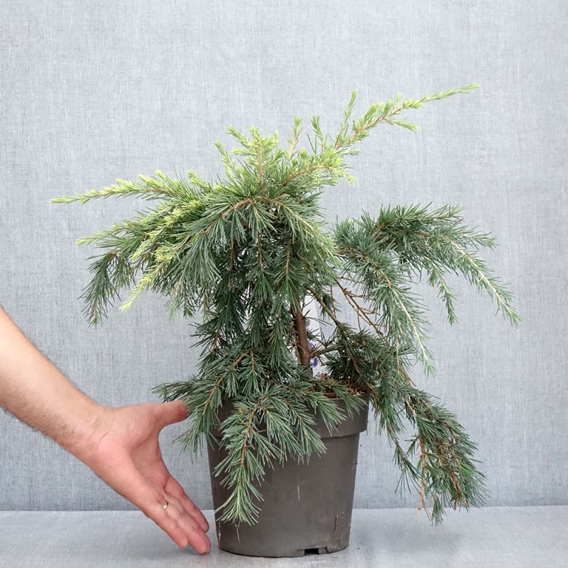 Cedrus deodara Feeling Blue - Himalayan Cedar 3L/4L pot sample as delivered in summer