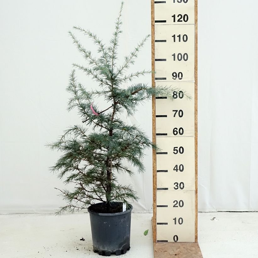 Cedrus deodara Pendula - Himalayan Cedar 7.5L/10L pot sample as delivered in autumn