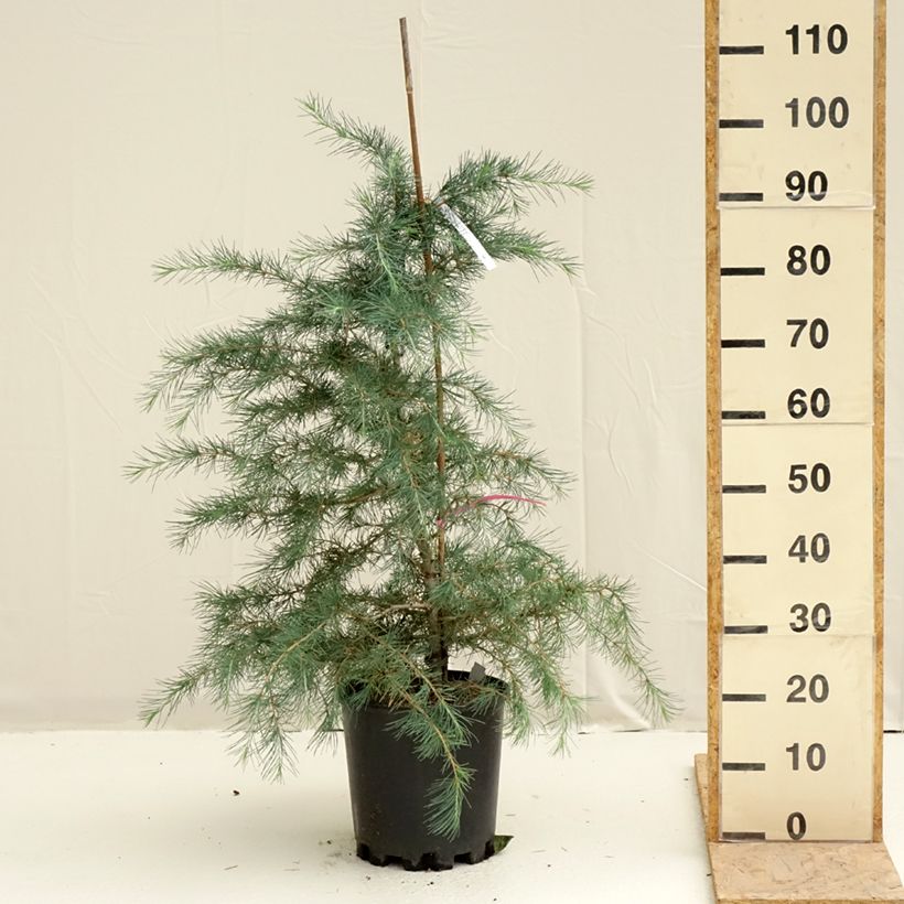 Cedrus deodara Pendula - Himalayan Cedar 7.5L/10L pot sample as delivered in spring