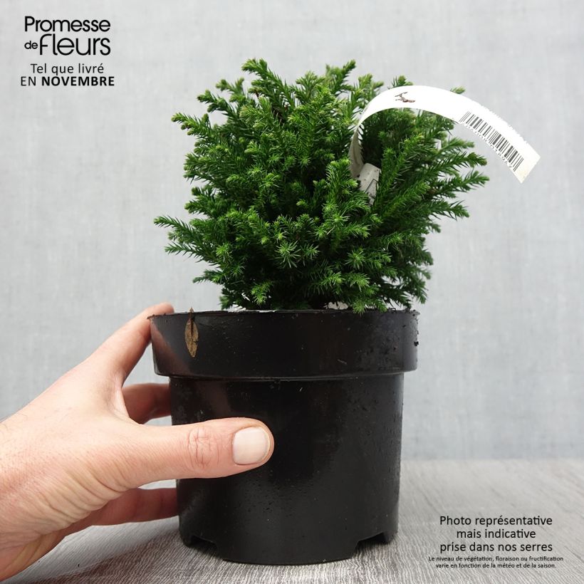 Cryptomeria japonica Green Pearl 2L/3L pot sample as delivered in autumn