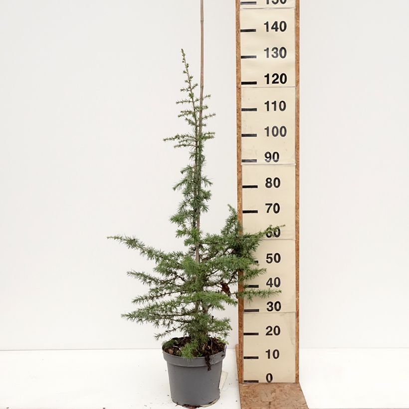 Cedrus libani - Lebanese Cedar 7.5L/10L pot, Standard sample as delivered in winter
