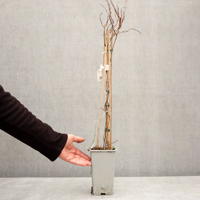 Celastrus orbiculatus Diana 2L/3L pot sample as delivered in winter