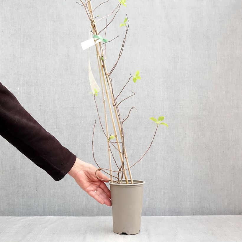 Celastrus orbiculatus Hercules 2L/3L pot sample as delivered in autumn