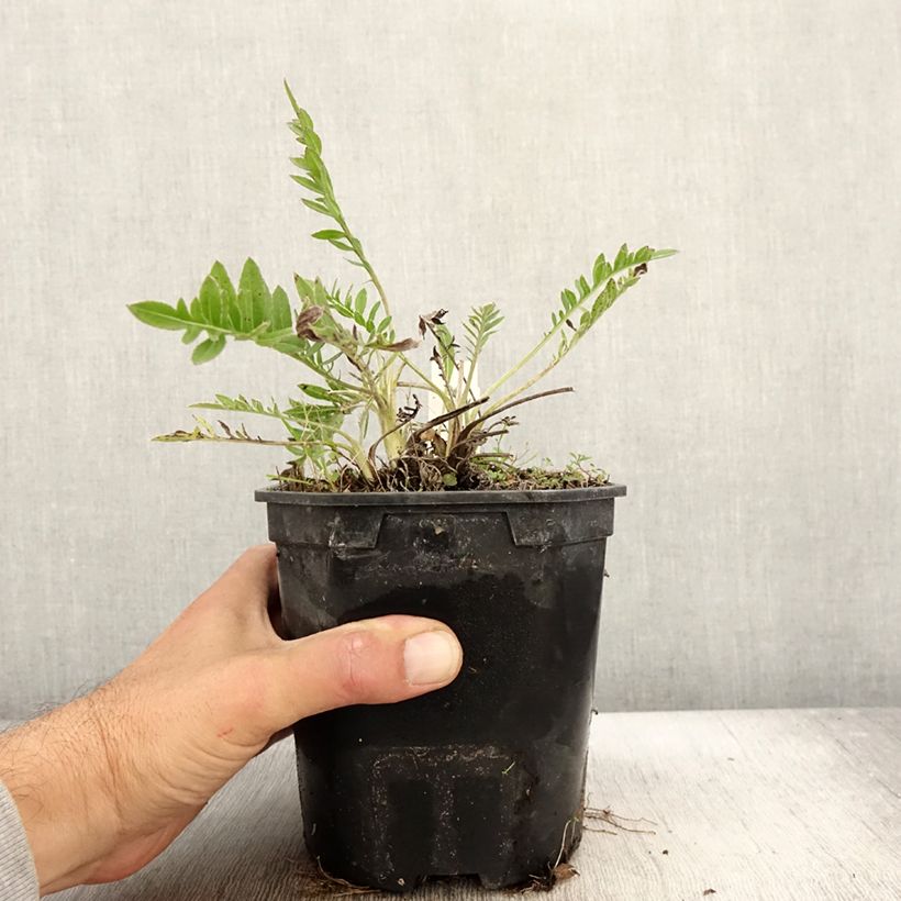 Centaurea atropurpurea 2L/3L pot sample as delivered in autumn