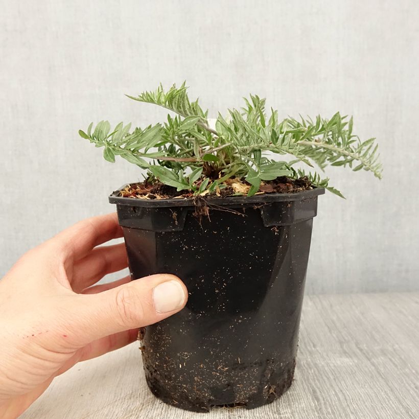 Centaurea atropurpurea 2L/3L pot sample as delivered in spring