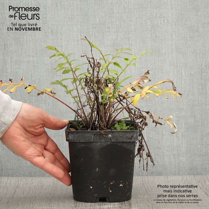 Centaurea dealbata 2L/3L pot sample as delivered in autumn