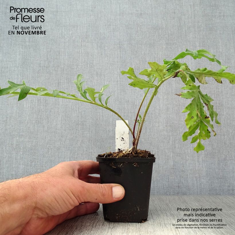 Centaurea dealbata Stenbeergii 8/9 cm pot sample as delivered in autumn