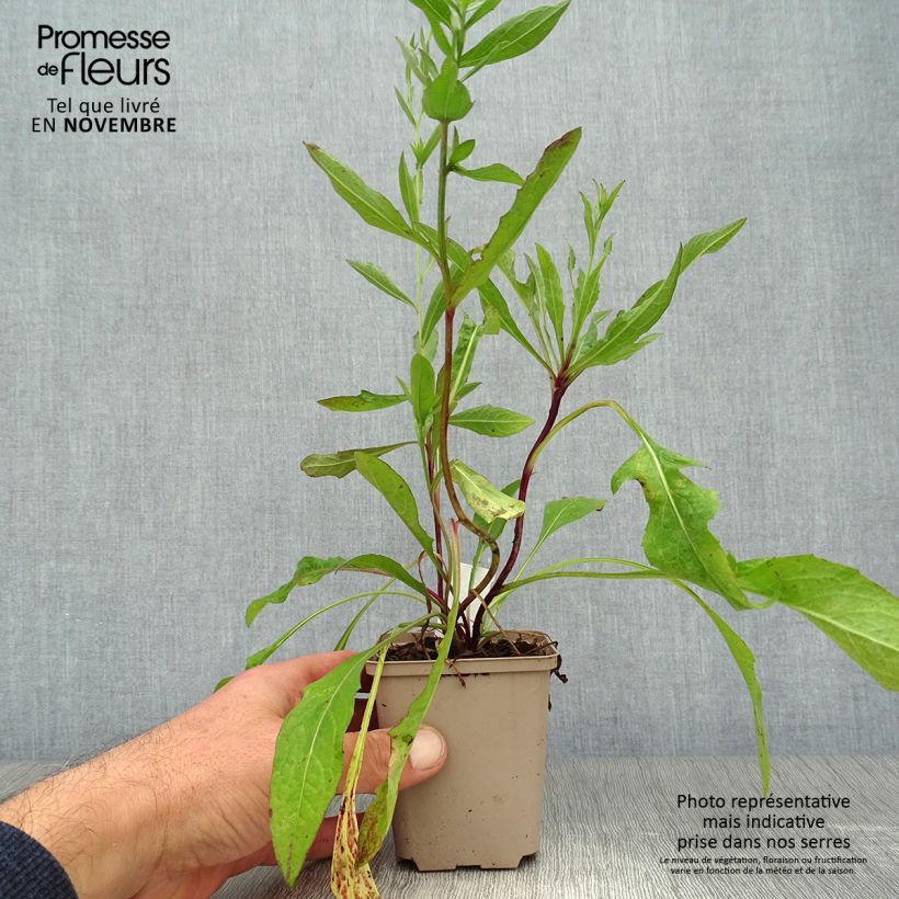 Centaurea jacea 8/9 cm pot sample as delivered in autumn