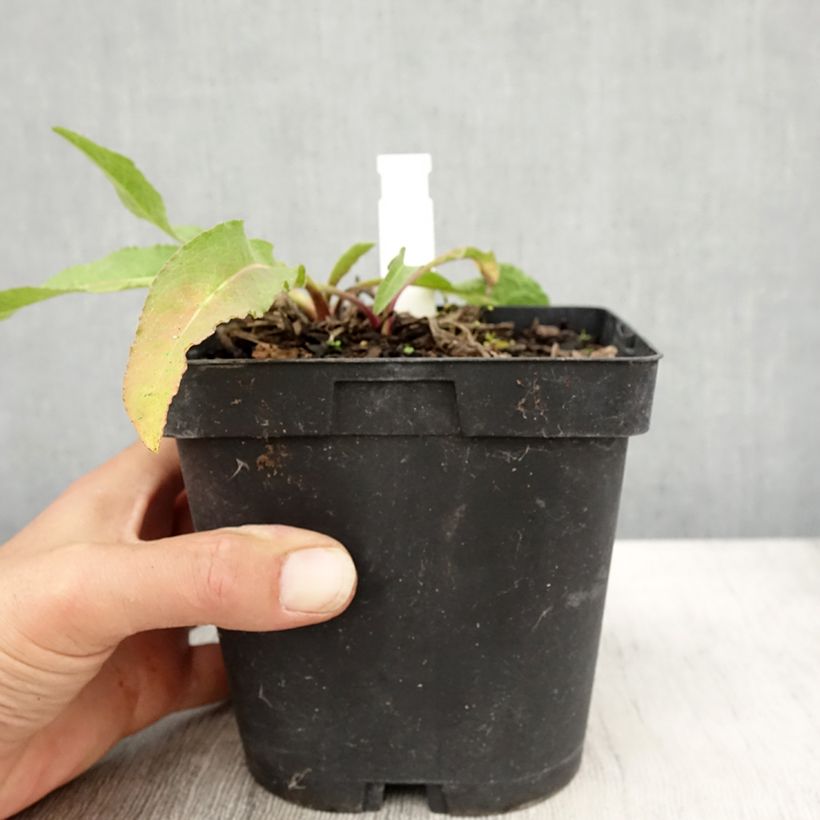 Centaurea macrocephala 2L/3L pot sample as delivered in autumn