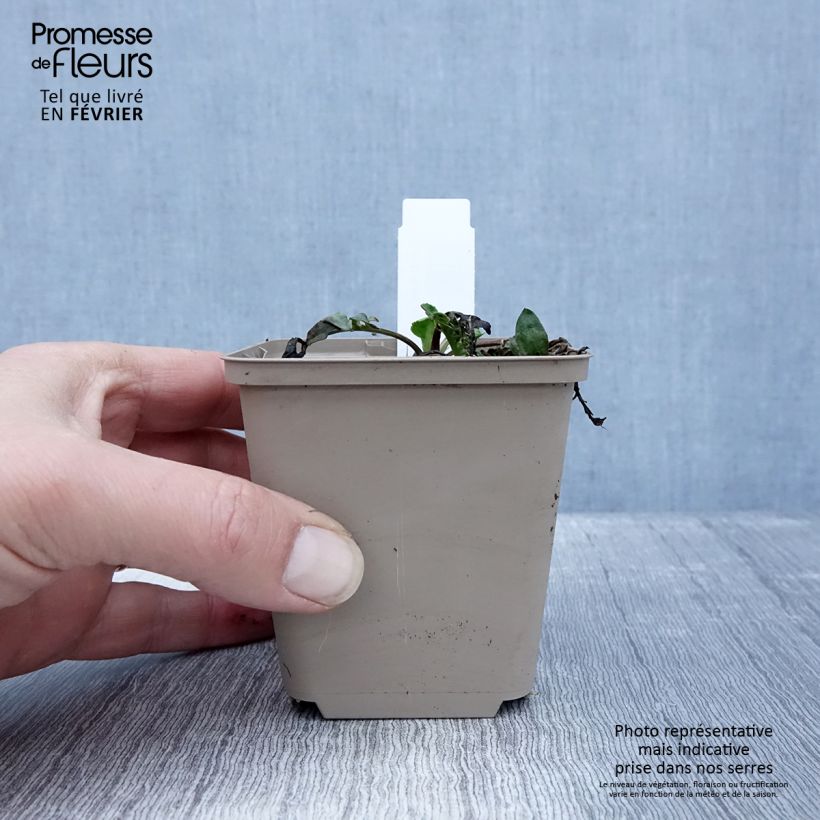 Centaurea orientalis 8/9 cm pot sample as delivered in winter