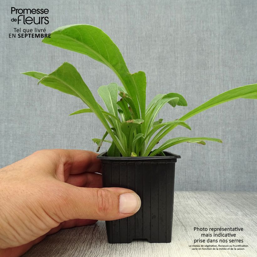 Centaurea montana Caramia 8/9 cm pot sample as delivered in autumn