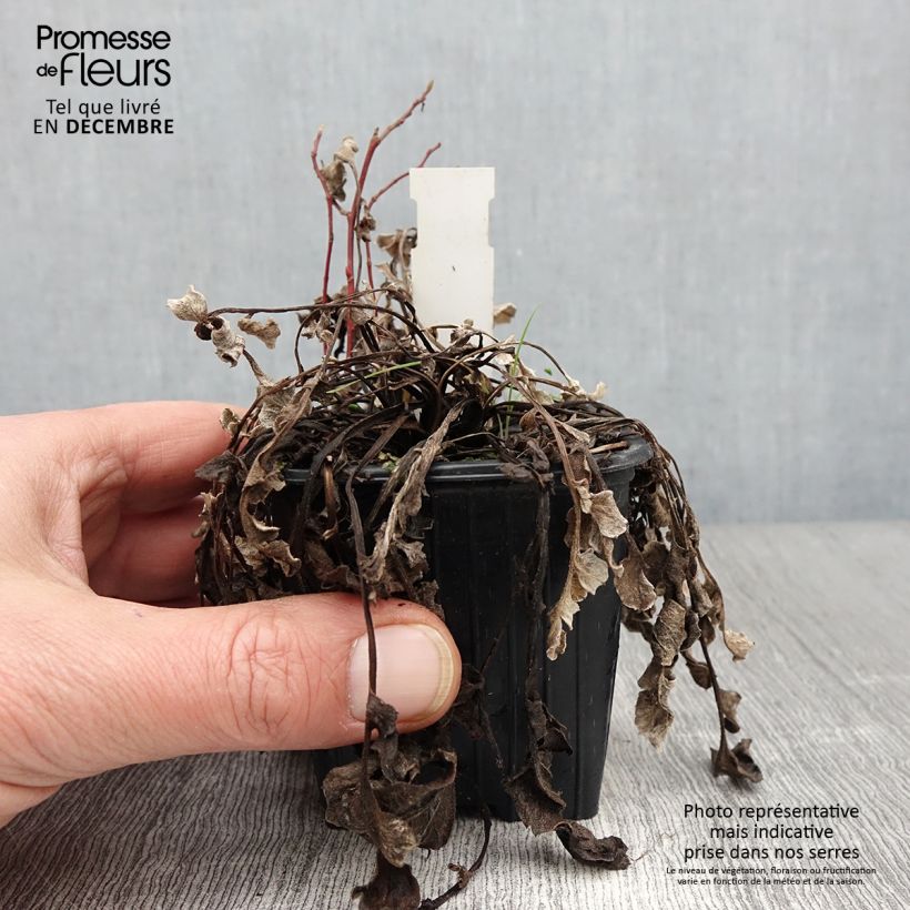 Centaurea pulcherrima 8/9 cm pot sample as delivered in autumn