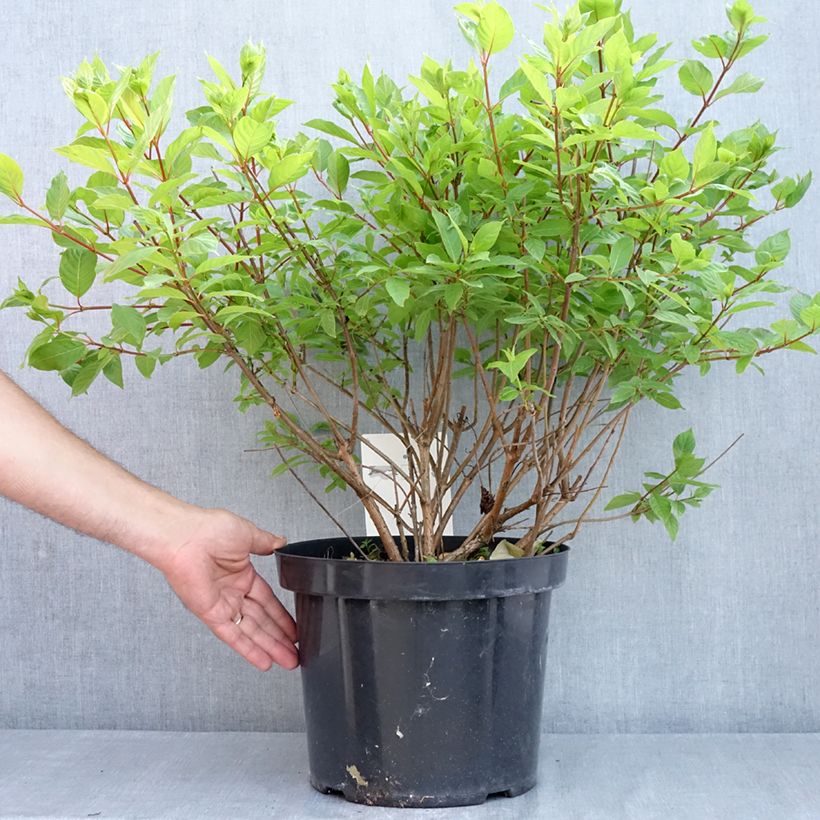 Cephalanthus occidentalis 7.5L/10L pot sample as delivered in spring