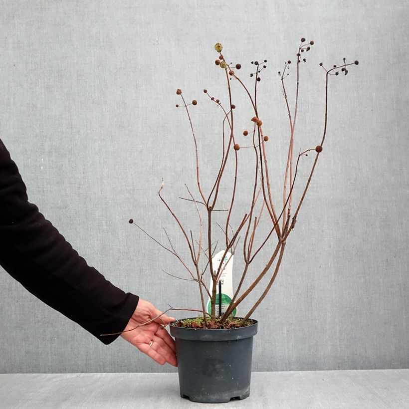 Cephalanthus occidentalis 3L/4L pot sample as delivered in autumn