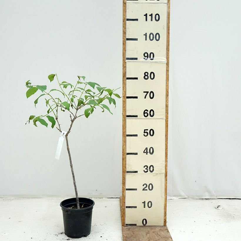 Cephalanthus occidentalis 3L/4L pot, Standard sample as delivered in spring