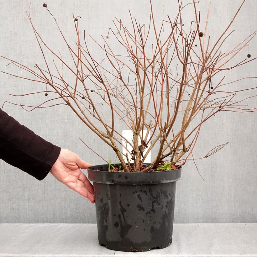 Cephalanthus occidentalis 7.5L/10L pot sample as delivered in autumn