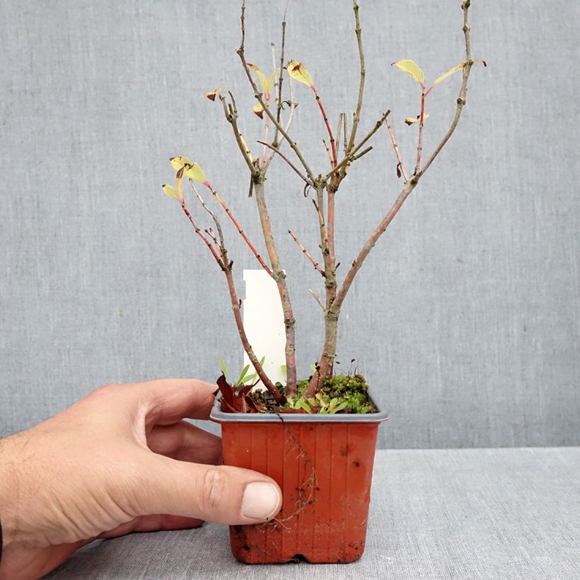 Cephalanthus occidentalis Moonlight Fantasy 8/9 cm pot sample as delivered in autumn