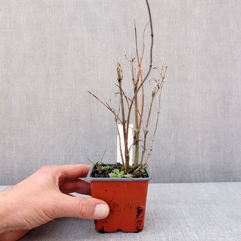 Cephalanthus occidentalis Moonlight Fantasy 8/9 cm pot sample as delivered in winter