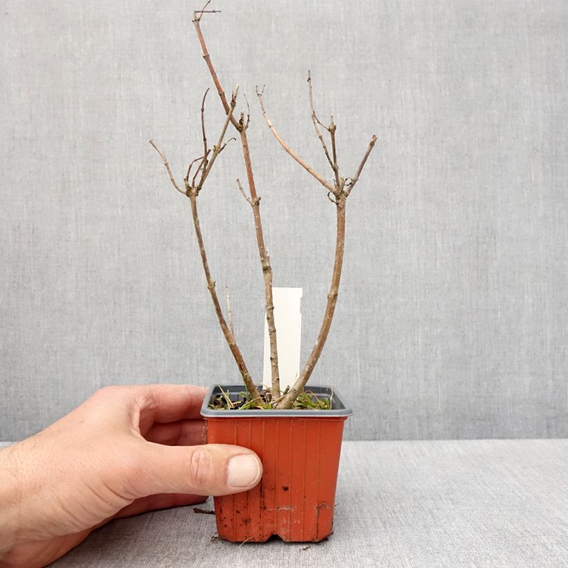 Cephalanthus occidentalis Moonlight Fantasy 8/9 cm pot sample as delivered in spring