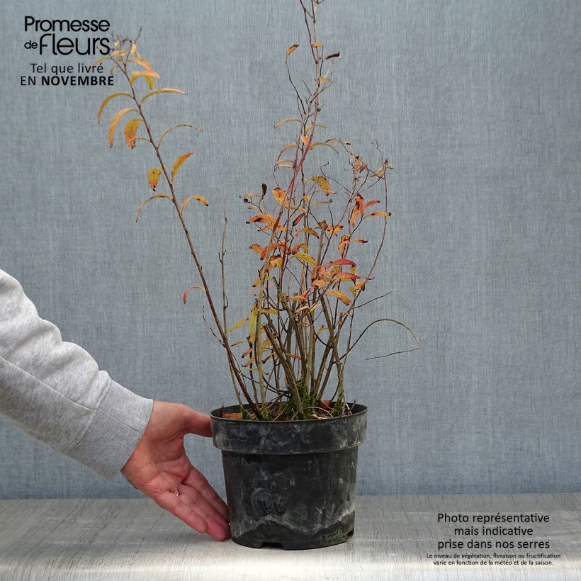Cephalanthus occidentalis Sugar Shack 2L/3L pot sample as delivered in autumn