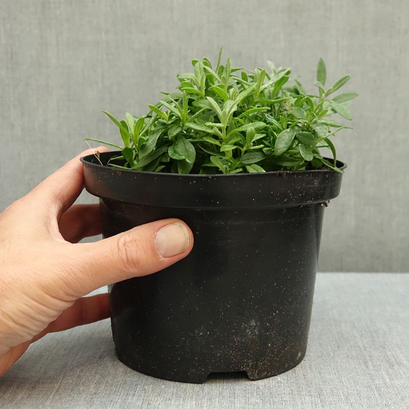 Cerastium biebersteinii 2L/3L pot sample as delivered in autumn