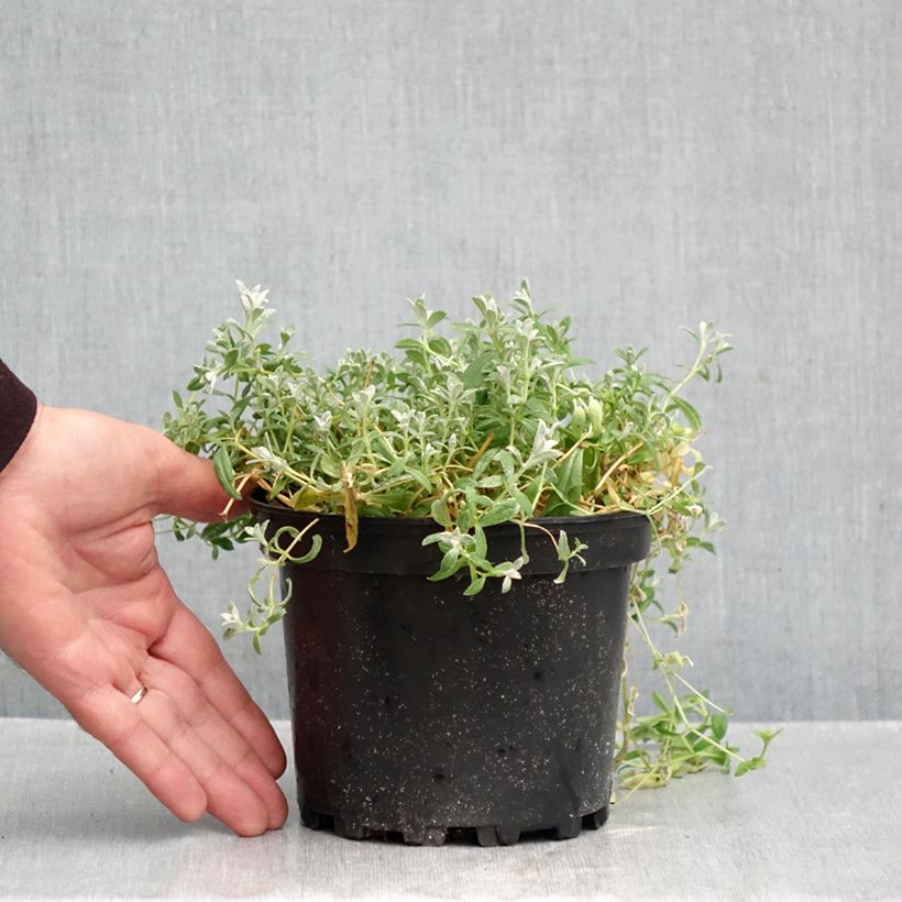 Cerastium tomentosum var. columnae 2L/3L pot sample as delivered in autumn