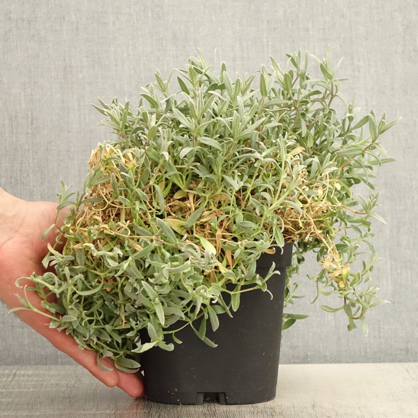 Cerastium tomentosum var. columnae 2L/3L pot sample as delivered in spring