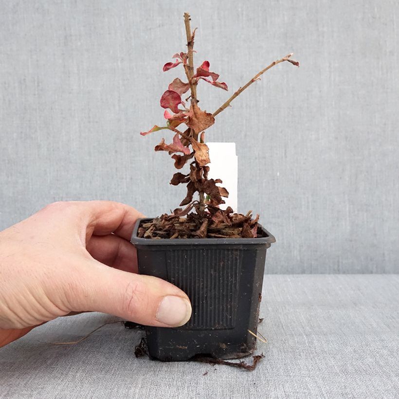 Ceratostigma griffithii 8/9 cm pot sample as delivered in winter