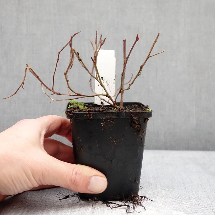 Ceratostigma willmottianum FOREST BLUE 8/9 cm pot sample as delivered in winter