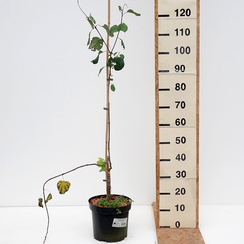 Cercidiphyllum japonicum f. pendulum Amazing Grace - Katsura tree 7.5L/10L pot sample as delivered in autumn