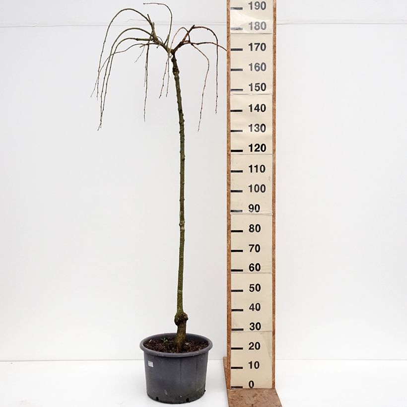 Cercidiphyllum japonicum Pendulum 7.5L/10L pot, Sapling sample as delivered in winter