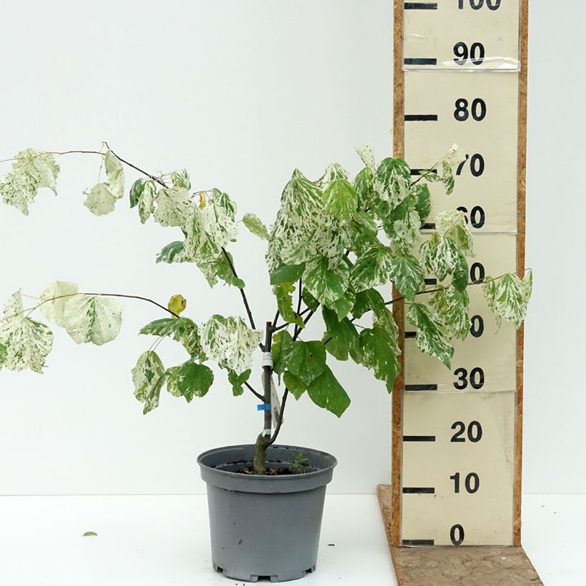 Cercis canadensis Alley Cat - Gainier du Canada  Pot de 6L/7L sample as delivered in summer