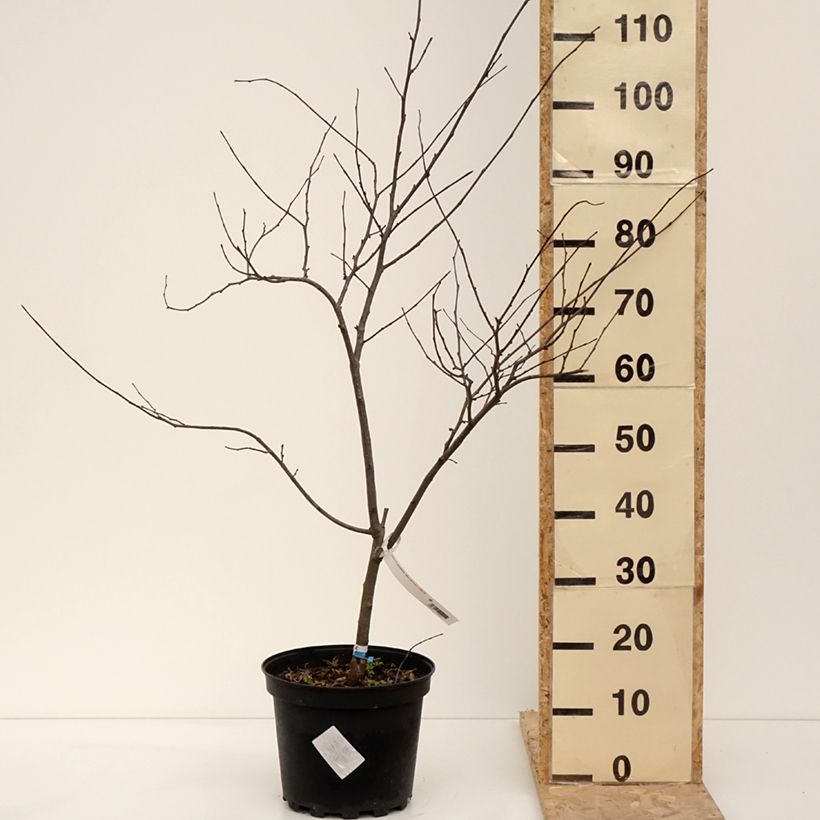 Cercis canadensis Alley Cat - Eastern Redbud 6L/7L pot sample as delivered in winter