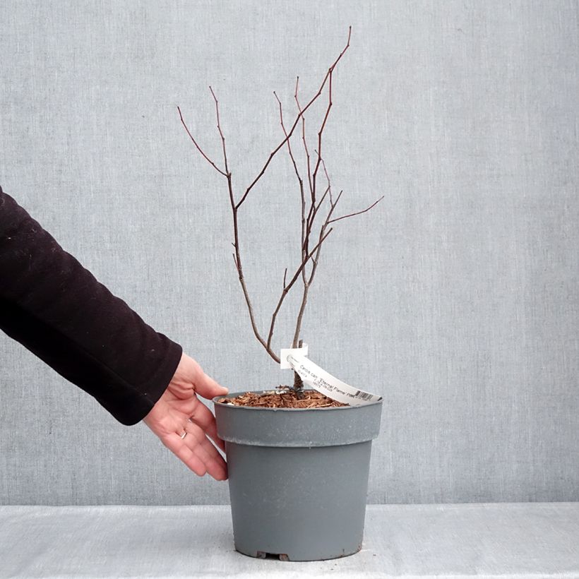 Cercis canadensis Eternal Flame - Eastern Redbud 4L/5L pot sample as delivered in winter