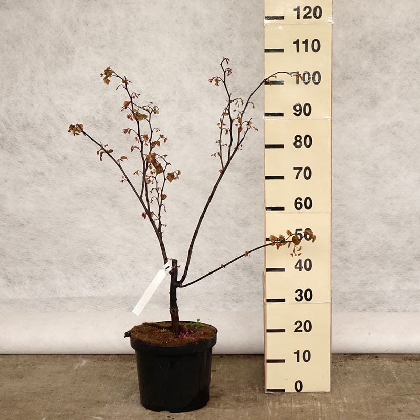 Cercis canadensis Forest Pansy - Eastern Redbud 7.5L/10L pot sample as delivered in spring