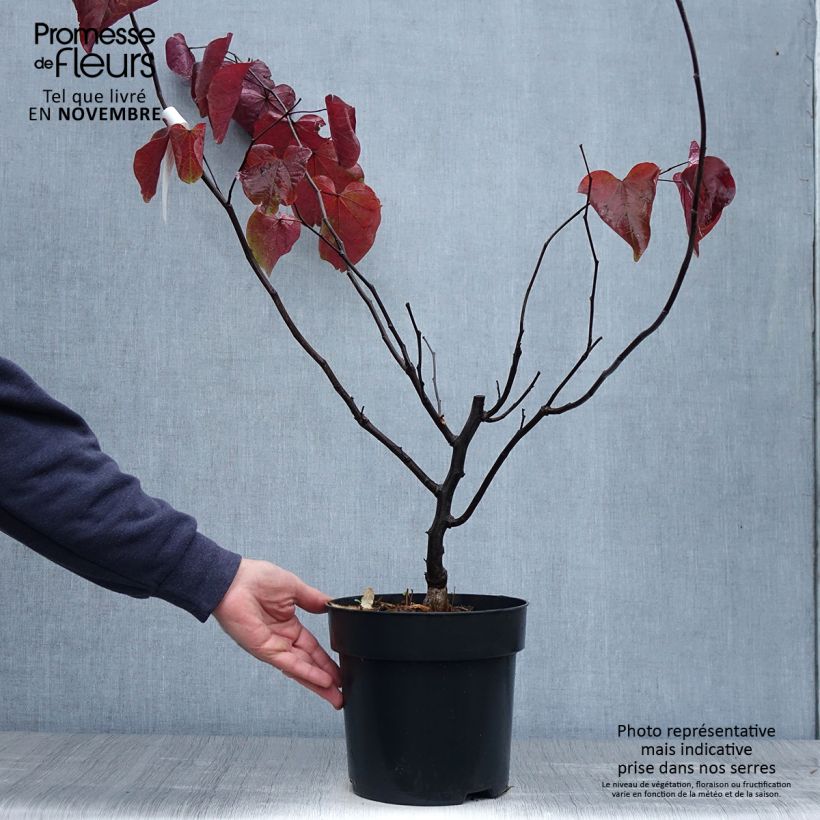 Cercis canadensis Forest Pansy - Eastern Redbud 4L/5L pot sample as delivered in autumn