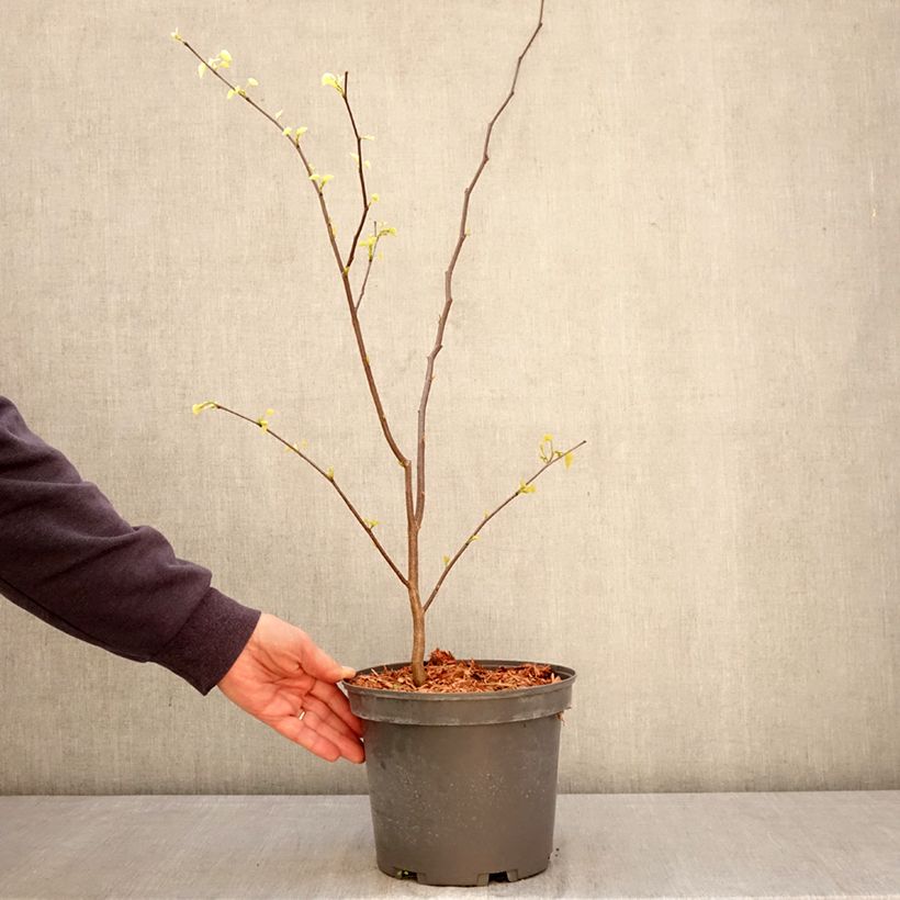 Cercis canadensis  - Eastern Redbud 4L/5L pot sample as delivered in spring