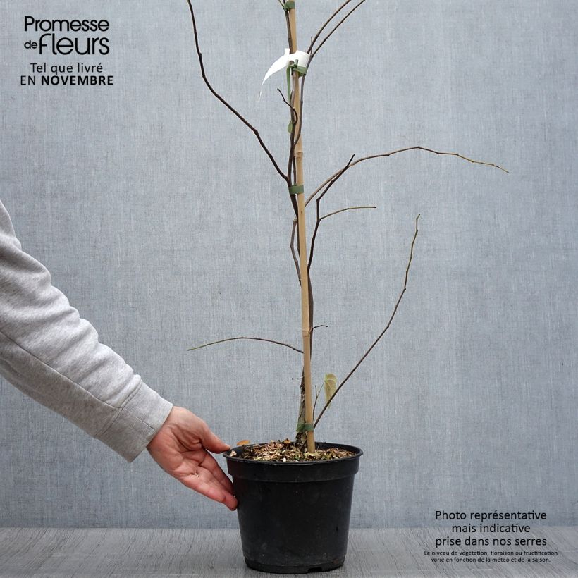 Cercis canadensis Heart of Gold - Eastern Redbud 4L/5L pot sample as delivered in autumn