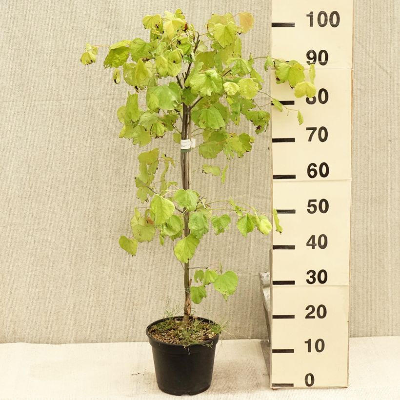 Cercis canadensis Heart of Gold - Eastern Redbud 4L/5L pot sample as delivered in summer